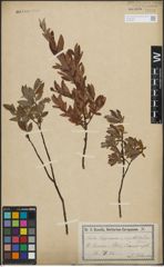 Foto von Salix lapponum L. x Salix myrtilloides L.